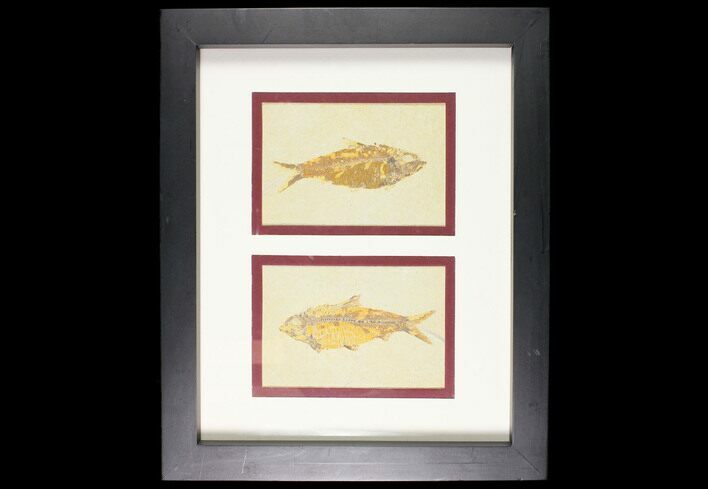 Two Framed Fossil Fish (Knightia) - Wyoming #147193